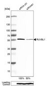 Anti-RUVBL1 antibody produced in rabbit Prestige Antibodies® Powered by Atlas Antibodies, affinity isolated antibody, buffered aqueous glycerol solution