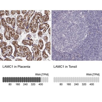 Monoclonal Anti-LAMC1 antibody produced in mouse Prestige Antibodies® Powered by Atlas Antibodies, clone CL3199, purified immunoglobulin, buffered aqueous glycerol solution