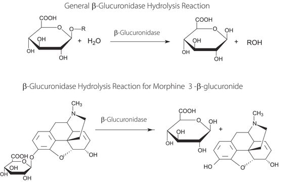 &#946;-Glucuronidase from bovine liver Type B-1, &#8805;1,000,000&#160;units/g solid