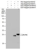 Monoclonal Anti-6X His tag antibody produced in mouse clone GT359, affinity isolated antibody
