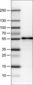 Monoclonal Anti-WWTR1 antibody produced in mouse Prestige Antibodies® Powered by Atlas Antibodies, clone CL0370, purified immunoglobulin, buffered aqueous glycerol solution