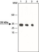 Anti-dimethyl, phospho-Histone H1.4 (diMe-Lys26, pSer27) antibody produced in rabbit ~1.5 mg/mL, affinity isolated antibody, buffered aqueous solution