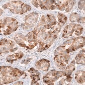 Monoclonal Anti-HMGCR antibody produced in mouse Prestige Antibodies® Powered by Atlas Antibodies, clone CL0260, purified immunoglobulin, buffered aqueous glycerol solution