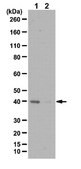 Anti-phospho PDHE1-A type I (Ser300) Antibody from rabbit, purified by affinity chromatography