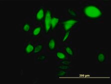 Monoclonal Anti-HSPA1B antibody produced in mouse clone 3B7, purified immunoglobulin, buffered aqueous solution