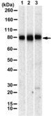 Anti-THBD Antibody, clone 1I11 ZooMAb® Rabbit Monoclonal recombinant, expressed in HEK 293 cells