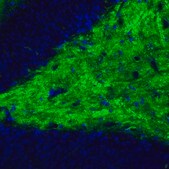 Monoclonal Anti-VGLUT1 antibody produced in mouse Prestige Antibodies® Powered by Atlas Antibodies, clone CL2754, purified immunoglobulin, buffered aqueous glycerol solution