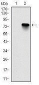 Monoclonal Anti-BMI1 antibody produced in mouse clone 3E3, ascites fluid