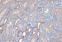 Anti-Raptor antibody produced in rabbit