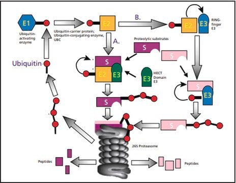 Ubiquitin human ≥95% (SDS-PAGE), recombinant, expressed in E. coli (N-terminal FLAG® tagged), lyophilized powder