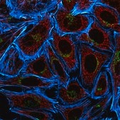 Anti-Mouse IgG1 (γ1), CF™555 antibody produced in goat ~2 mg/mL, affinity isolated antibody, buffered aqueous solution