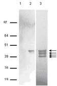 RIPAb+ AUF1 - RIP Validated Antibody and Primer Set from rabbit