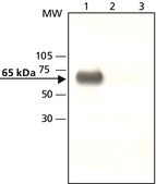 Anti-YAP1 (C-terminal) 兔抗 ~1 mg/mL, affinity isolated antibody, buffered aqueous solution