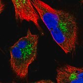 Anti-CLINT1 antibody produced in rabbit Prestige Antibodies® Powered by Atlas Antibodies, affinity isolated antibody, buffered aqueous glycerol solution
