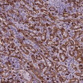 Anti-CD8A antibody produced in rabbit Prestige Antibodies® Powered by Atlas Antibodies, affinity isolated antibody, buffered aqueous glycerol solution