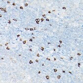 Anti-CD8A antibody produced in rabbit