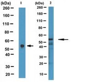 Anti-Desmin Antibody, clone DE-B-5 clone DE-B-5, Chemicon®, from mouse