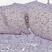 Anti-ALDH3A1 antibody produced in rabbit Prestige Antibodies® Powered by Atlas Antibodies, affinity isolated antibody