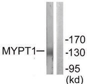 Anti-MYPT1 antibody produced in rabbit affinity isolated antibody