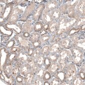 Anti-TMEM30A antibody produced in rabbit Prestige Antibodies® Powered by Atlas Antibodies, affinity isolated antibody, buffered aqueous glycerol solution