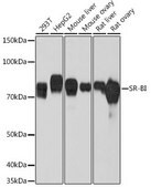 Anti-SR-BI antibody produced in rabbit