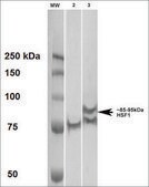 Monoclonal Anti-Hsf1 - Atto 488 antibody produced in rat clone 4B4, purified immunoglobulin