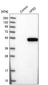 Anti-NFE2 antibody produced in rabbit Prestige Antibodies® Powered by Atlas Antibodies, affinity isolated antibody, buffered aqueous glycerol solution