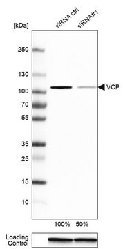 Anti-VCP antibody produced in rabbit Prestige Antibodies® Powered by Atlas Antibodies, affinity isolated antibody, buffered aqueous glycerol solution