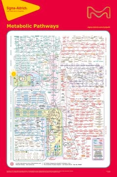 Metabolic Pathways, 22nd Ed. Poster, 33 × 50 in.