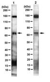 Anti-MSL-2 Antibody, clone 10C3.1 clone 10C3.1, from mouse