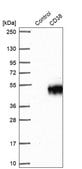Anti-CD38 antibody produced in rabbit Prestige Antibodies® Powered by Atlas Antibodies, affinity isolated antibody, buffered aqueous glycerol solution