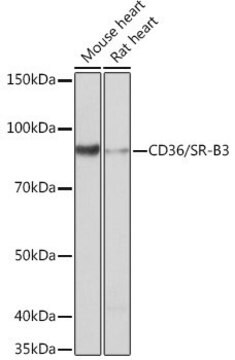 Anti-CD36/SR-B3 antibody produced in rabbit