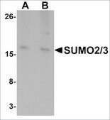 Anti-SUMO2/3 antibody produced in rabbit affinity isolated antibody, buffered aqueous solution