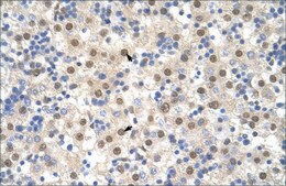 Anti-TARDBP (AB1) antibody produced in rabbit IgG fraction of antiserum