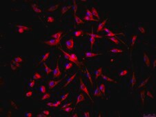 OSUMMER.2 Mouse NRAS-Mutant Melanoma Cell Line