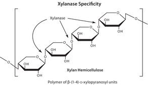 Driselase™ from Basidiomycetes sp. powder, Protein ≥10 % by biuret