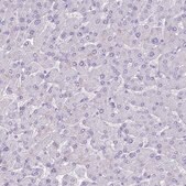 Anti-INS antibody produced in rabbit Prestige Antibodies® Powered by Atlas Antibodies, affinity isolated antibody, buffered aqueous glycerol solution