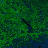 Monoclonal Anti-VGAT antibody produced in mouse Prestige Antibodies® Powered by Atlas Antibodies, clone CL2793, purified immunoglobulin, buffered aqueous glycerol solution
