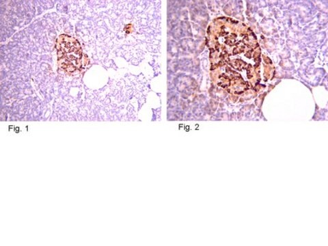 Anti-Pro-Insulin C-Peptide Antibody, clone C-PEP-01 clone C-PEP-01, from mouse