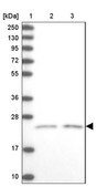 Anti-KCNG1 antibody produced in rabbit Prestige Antibodies® Powered by Atlas Antibodies, affinity isolated antibody, buffered aqueous glycerol solution