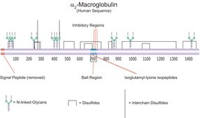 α2-Macroglobulin from human plasma BioUltra, ≥98% (SDS-PAGE)