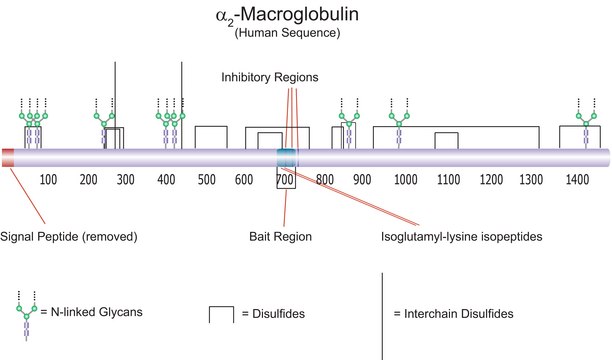 α2-Macroglobulin from human plasma BioUltra, ≥98% (SDS-PAGE)