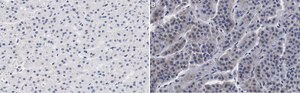Anti-CXCR4 Antibody, clone 2L2, ZooMAb® Rabbit Monoclonal recombinant, expressed in HEK 293 cells