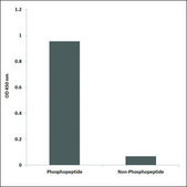 Anti-phospho-Kv1.3/KCNA3 (pTyr135) antibody produced in rabbit affinity isolated antibody