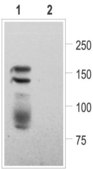 Anti-Potassium Channel Kv11.1 Extracellular antibody produced in rabbit affinity isolated antibody, lyophilized powder