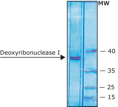 脱氧核糖核酸酶 I 牛 recombinant, expressed in Pichia pastoris, buffered aqueous glycerol solution, &#8805;5,000&#160;units/mg protein