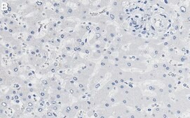 Anti-p-PDHA1-Ser232 Antibody, clone 2D5 ZooMAb® Rabbit Monoclonal recombinant, expressed in HEK 293 cells