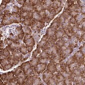 Anti-PDIA2 antibody produced in rabbit Prestige Antibodies® Powered by Atlas Antibodies, affinity isolated antibody, buffered aqueous glycerol solution