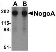 Anti-NOGOA (ab1) antibody produced in rabbit affinity isolated antibody, buffered aqueous solution