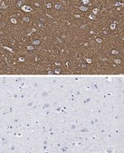 Anti-GAP43 Antibody, clone 1D6 , ZooMAb® Rabbit Monoclonal recombinant, expressed in HEK 293 cells
